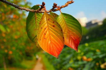 紅葉途中の桜の葉