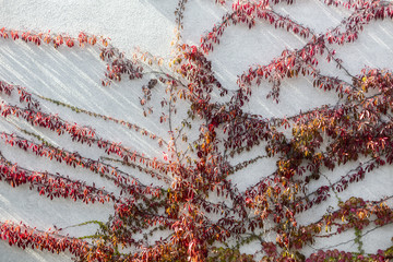 Red ivy creeper leaves on the white wall of a building