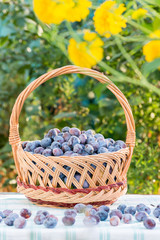Fototapeta na wymiar Ripe plums in basket on natural background