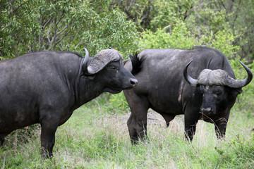 Cape Buffalo (Syncerus caffer), Kruger National Park,Буйвол. Бык