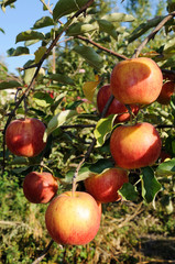 Obraz premium Branch with many red apples