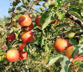 Branch with many red apples