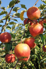 Obraz premium Branch with many red apples