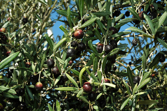 Olives noires 5
