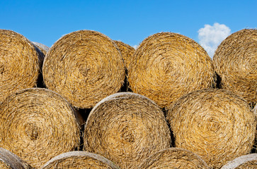 Sheaves of hay in a field in sunshine