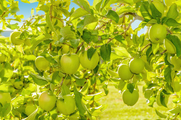 Green apples hanging on the tree