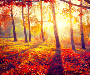 Obrazy na Szkle  Jesienny Park. Jesienne drzewa i liście w promieniach słońca
