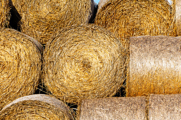 Sheaves of hay in field in the sunlight