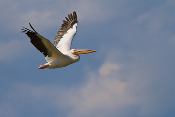 Fototapeta na wymiar white pelican (pelecanus onocrotalus)