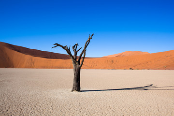 Namibia, deserto con alberi 