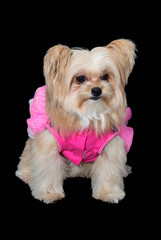 Dog in Fashion Dress