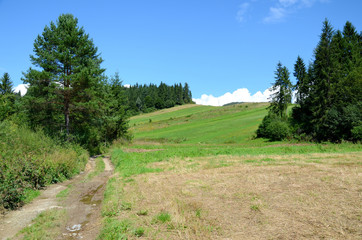 Fototapeta premium Łąka