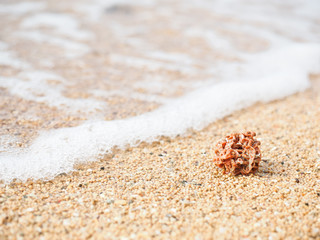 サンゴと砂浜