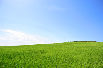 Fototapeta na wymiar Prato verde con cielo azzurro - pianeta verde