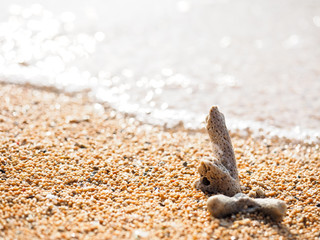 砂浜とサンゴ