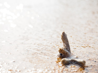 砂浜とサンゴ