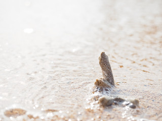 砂浜とサンゴ
