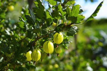 Gooseberry on branch in sunlight