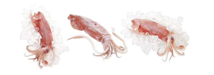 squid and ice on white background