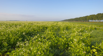 Fototapeta na wymiar Trees along a field with vegetation