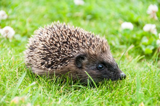 Baby Hedgehog