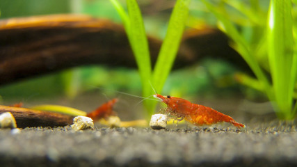 Zwerggarnele Red Fire Sakura 1