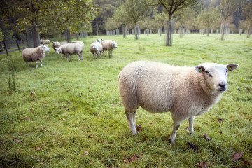 sheep in an orchard in the netherlands near utrecht