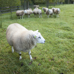 sheep in an orchard in the netherlands near utrecht