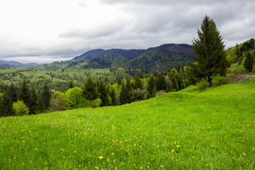 Fototapeta na wymiar coniferous forest on a mountain slope
