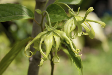 ylang lang,Cananga odorata