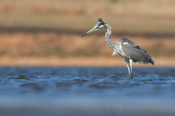 Grey heron