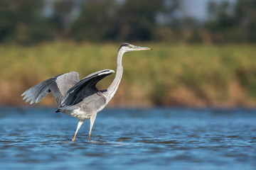 Grey heron