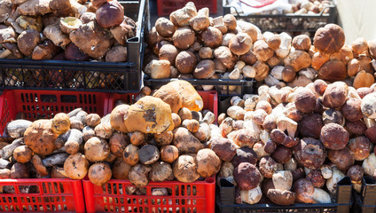 Raw edible mushrooms ready for sale at the local market