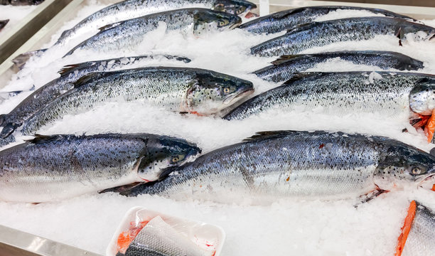 Fresh Norwegian salmon on ice ready to sale