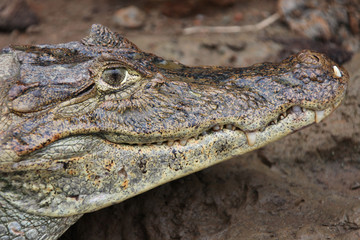 Cayman. Head of a crocodile (alligator) closeup. Кайман