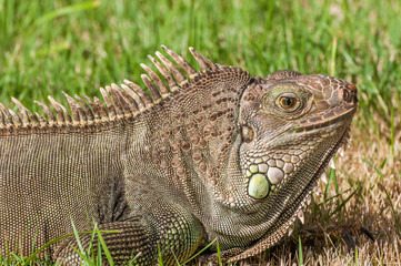 Fototapeta premium Iguana 3