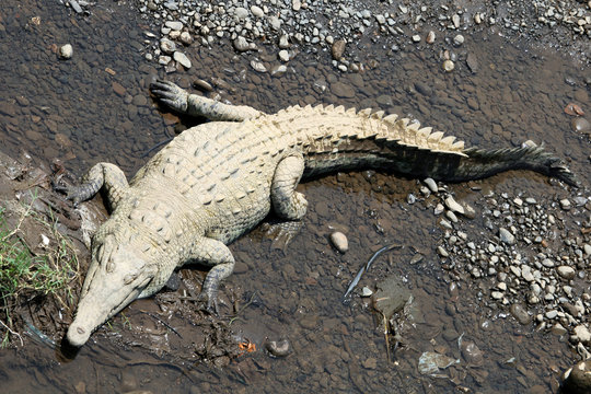 узкомордый крокодил