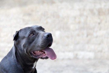 Black dog canne corso in front of the stone wall