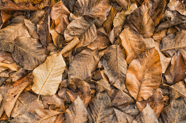 Wet leaves lying on the ground.