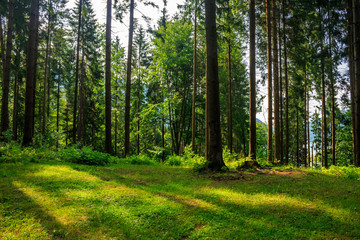 forest glade in  shade of the trees