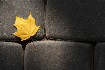 yellow maple leaf lying on the pavement made ​​of natural st