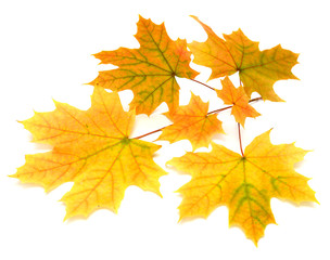 Naklejka na ściany i meble Branch with autumn maple leaf