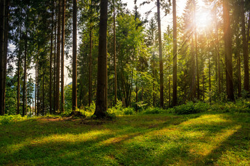 forest glade in  shade of the trees in sunlight - obrazy, fototapety, plakaty