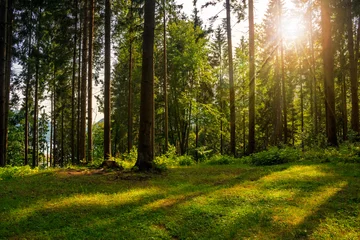 Foto op Aluminium bosopen plek in de schaduw van de bomen in het zonlicht © Pellinni