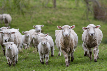 Naklejka premium Sheep and Lambs