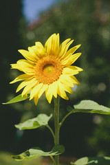 Sunflower in Garden