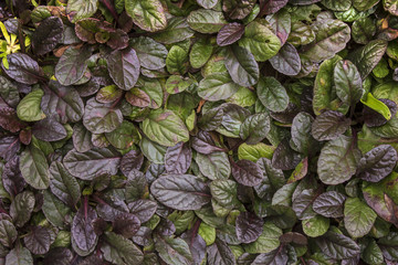 Fototapeta na wymiar plant with thick green leaves