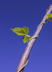 bean bud on the branch with the sky in the background