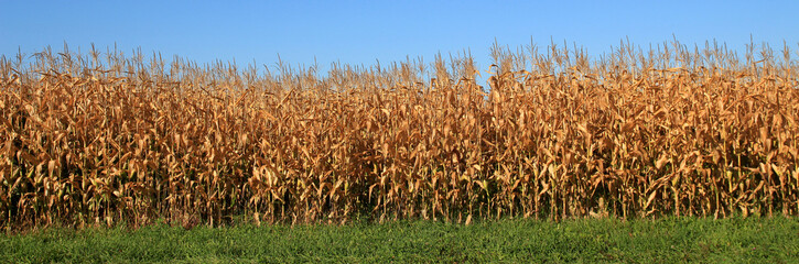 Corn field in the fall