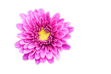 Chrysantheme freigestellt